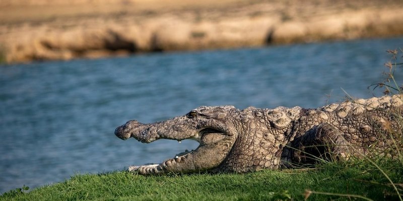 Cá sấu được biết đến là loài bò sát có tính cách hung dữ